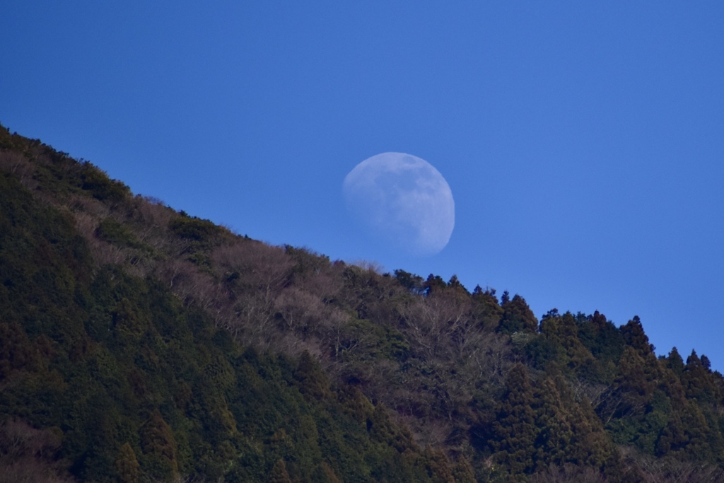 昼の月