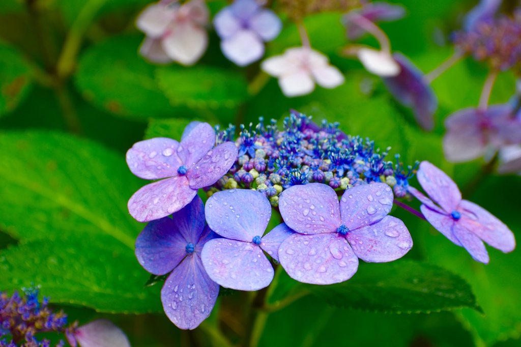 雨の紫陽花 Ⅳ