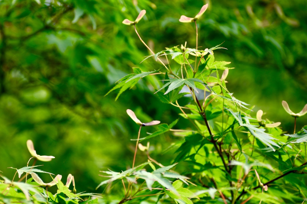 もみじのプロペラ