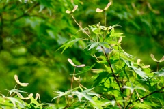 もみじのプロペラ