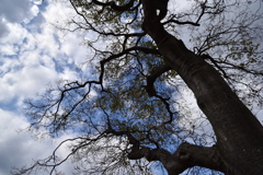 見上げる空