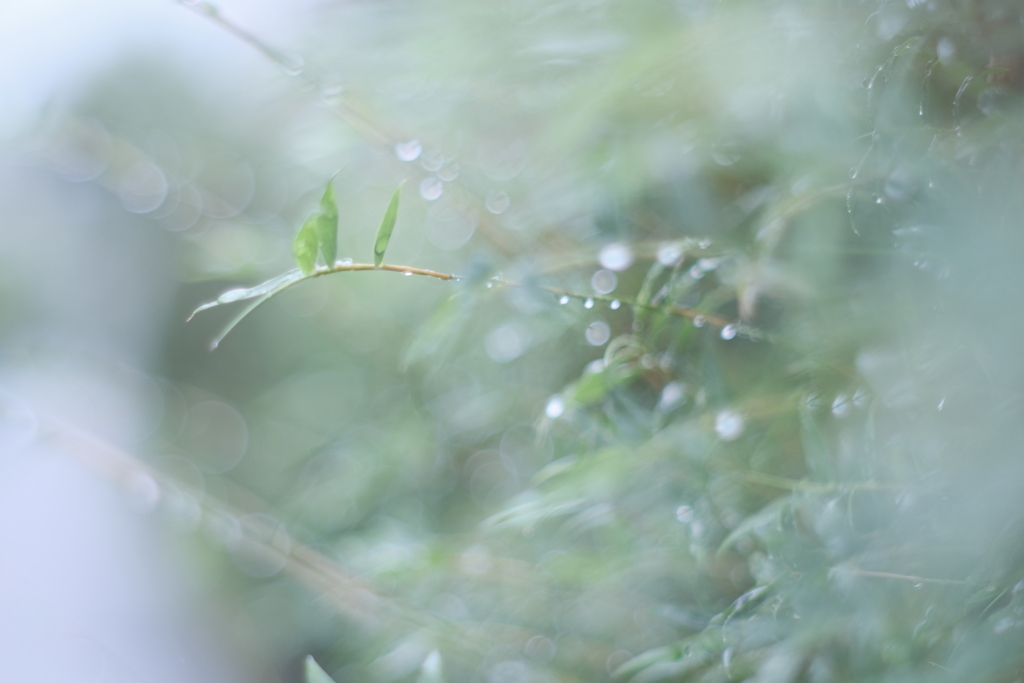 今日の雨に・・ⅱ