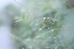 今日の雨に・・ⅱ