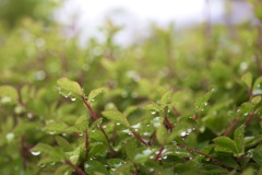 雨の雫