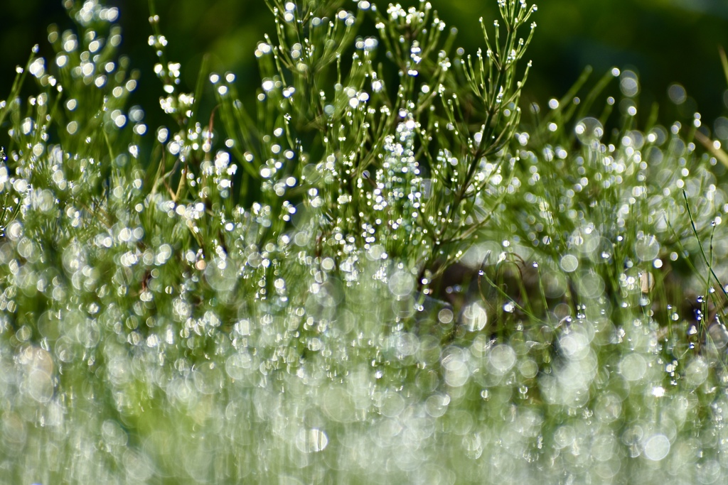 朝露の輝き