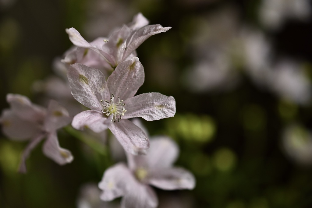 Delphinium pink