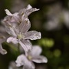 Delphinium pink