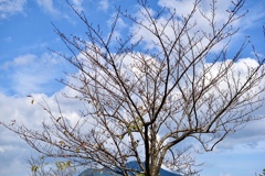 桜の木と秋の青空