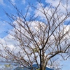 桜の木と秋の青空