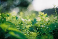 Morning weeds