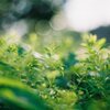 Morning weeds