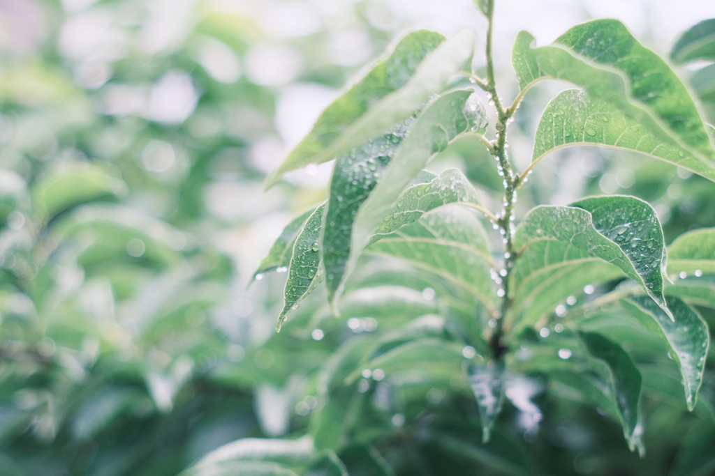 雨上がり*:･ﾟ✧