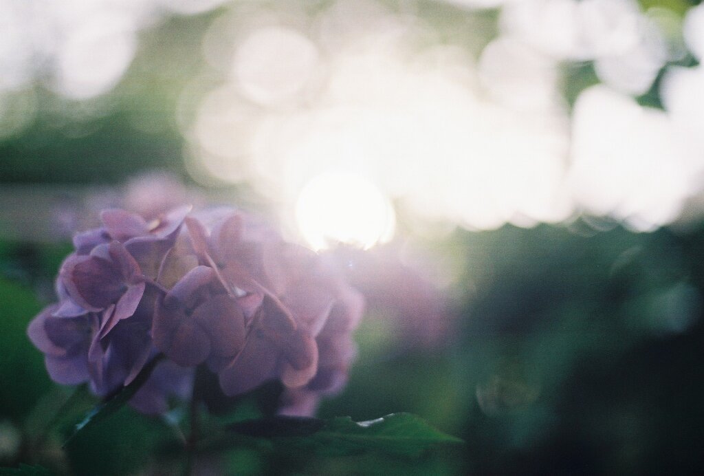 Hydrangea**