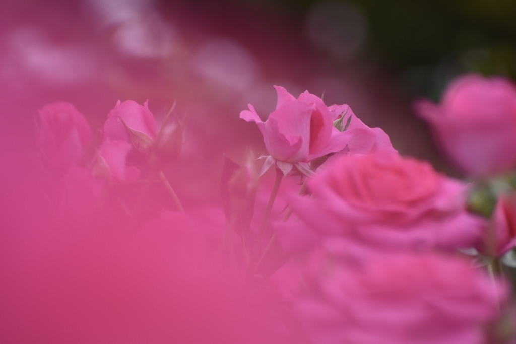 PINK.PINK.PINK
