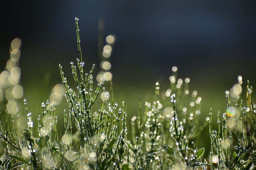 Drops of water