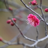 紅一輪