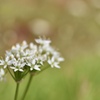 ニラの花