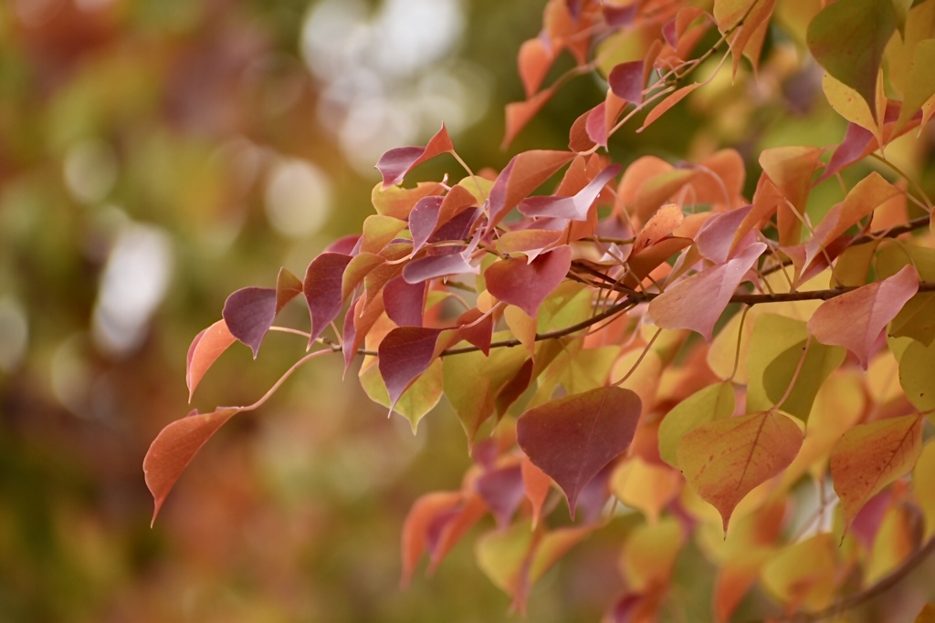 マルバノキの紅葉