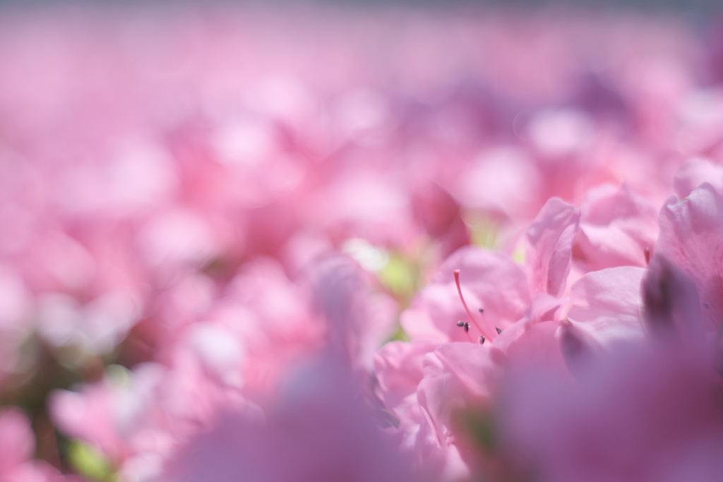ふんわり