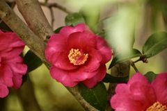 山茶花