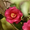 山茶花