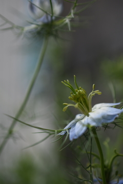 Nigella