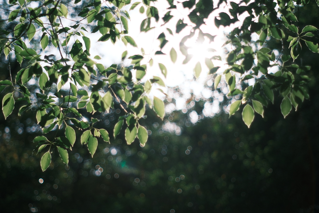 Dear Sunshine