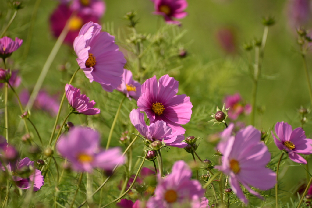 blowin’in the wind