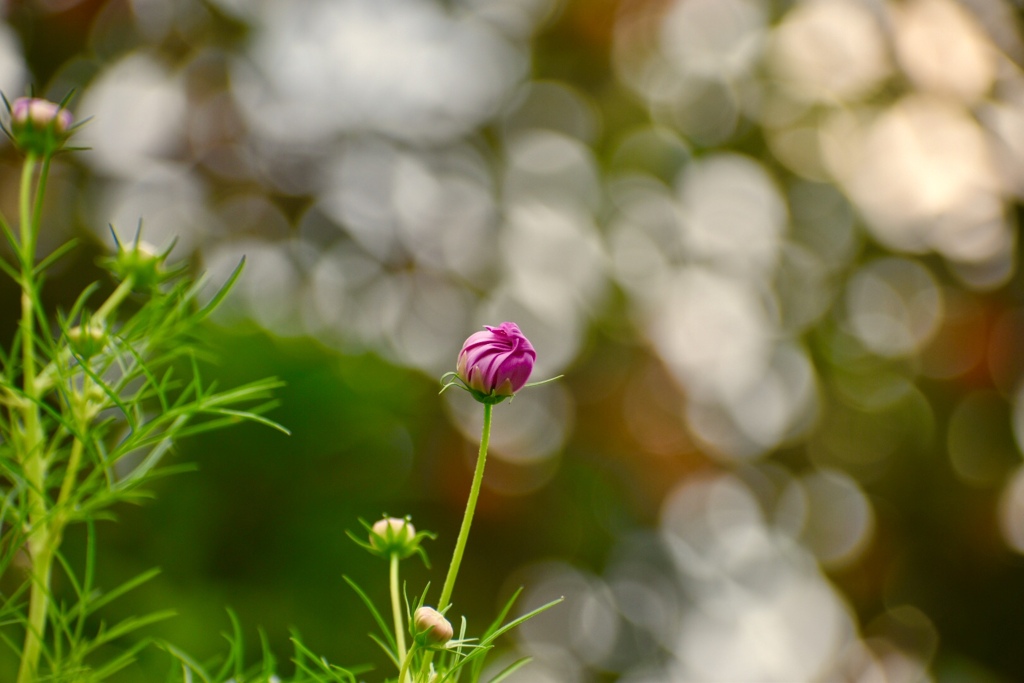 秋桜の蕾