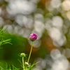 秋桜の蕾