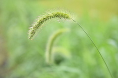 雨のあと