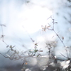 Blue Wind