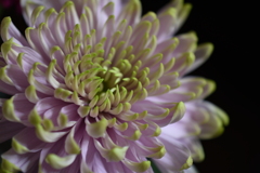 chrysanthemum Ⅱ