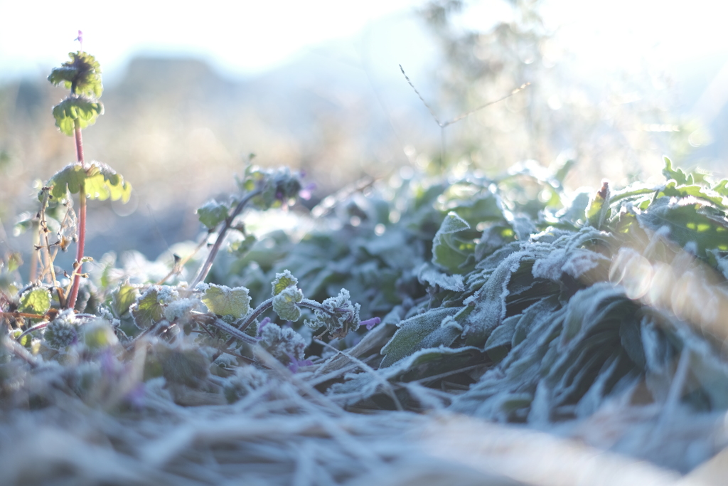 frost