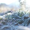 frost