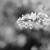 雨上がりのmonochrome