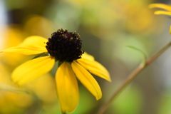 Brown-eyed susan