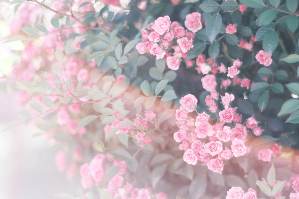 Little Woods