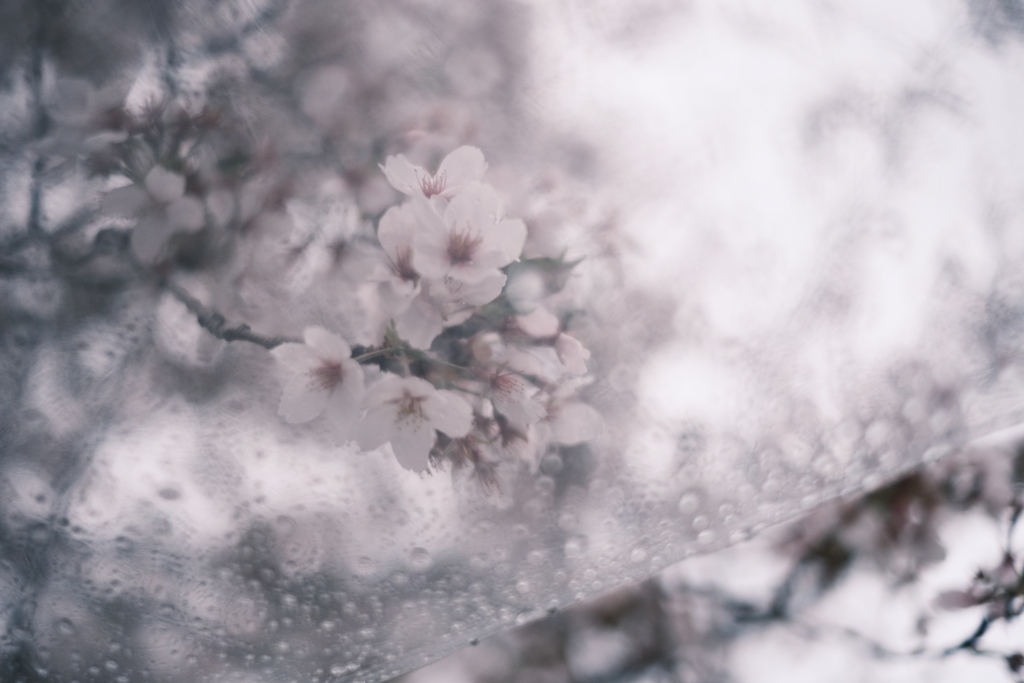 Sakura Nagashi(桜流し)