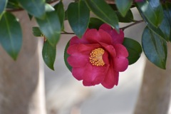 山茶花