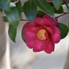 山茶花