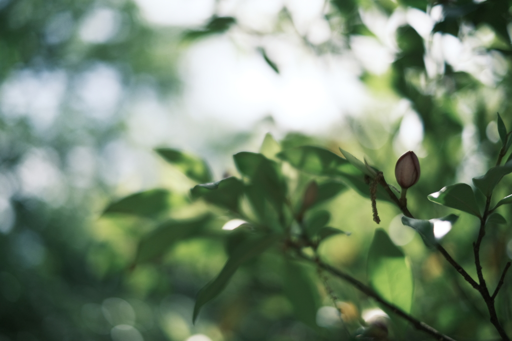 Port Wine Magnolia