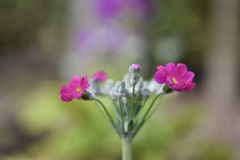 ハートの花びらⅡ