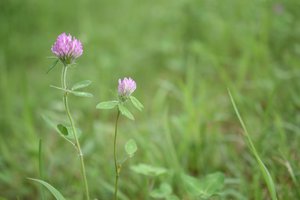 ムラサキツメクサ