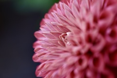 Dahliaの横顔