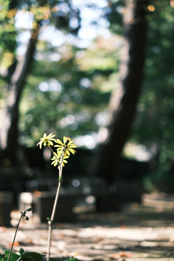 石蕗