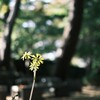 石蕗