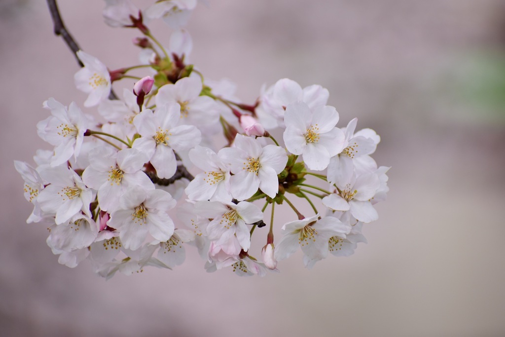 ＊桜花＊ Ⅲ