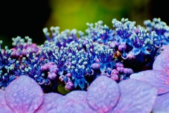 雨の紫陽花 Ⅲ