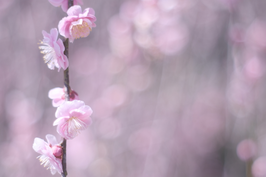 梅花